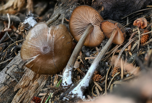 Pavasarinė gijabudė nuotrauka