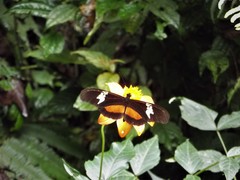 Heliconius hortense