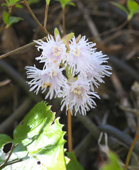 Schizocodon ilicifolius intercedens