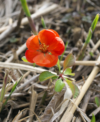 Chaenomeles japonica