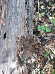 Polyporus nigrocristatus