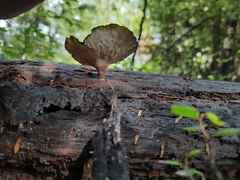 Polyporus nigrocristatus