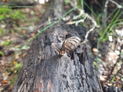 Polyporus nigrocristatus