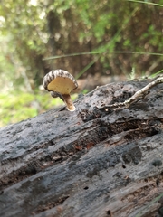 Polyporus nigrocristatus
