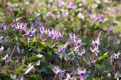 Erythronium japonicum