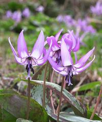 Erythronium japonicum