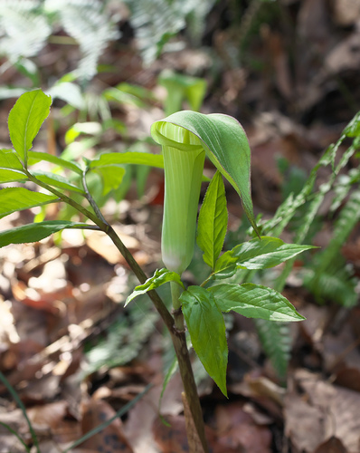Arisaema yamatense iNat (2)