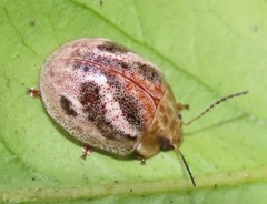 Paropsisterna semifumata