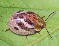 Paropsisterna semifumata
