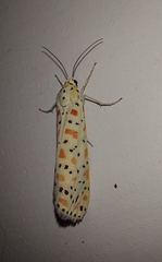 Utetheisa lotrix