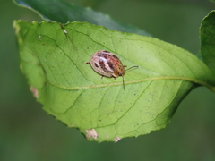 Paropsisterna semifumata