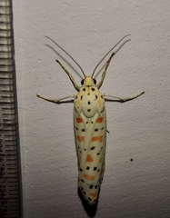 Utetheisa lotrix