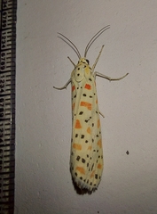 Utetheisa lotrix