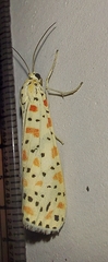 Utetheisa lotrix