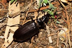 Helluonidius