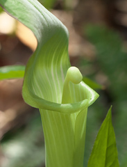 Arisaema yamatense sugimotoi