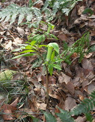 Arisaema yamatense sugimotoi