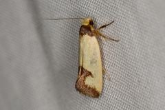 Chrysonoma deltosema