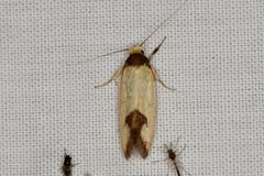 Chrysonoma deltosema