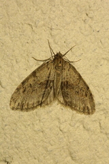 Trichopteryx polycommata