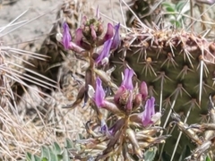 Astragalus minthorniae