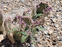 Astragalus minthorniae