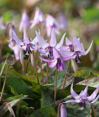 Erythronium japonicum