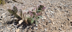 Astragalus minthorniae