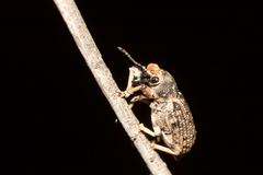 Rhinaria tragocephala