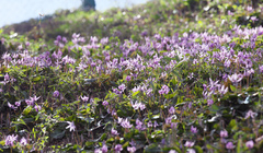 Erythronium japonicum