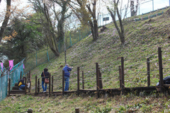Erythronium japonicum
