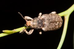 Rhinaria tragocephala