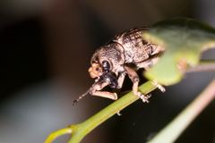 Rhinaria tragocephala