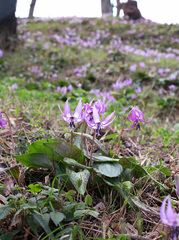 Erythronium japonicum