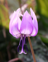 Erythronium japonicum