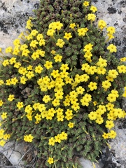Dionysia odora