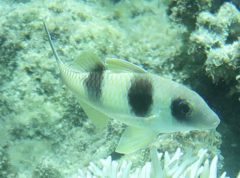 Parupeneus crassilabris