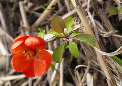 Chaenomeles japonica