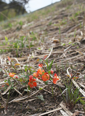 Chaenomeles japonica