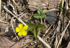 Potentilla freyniana