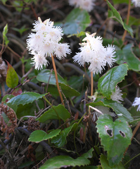 Schizocodon ilicifolius intercedens