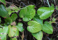 Schizocodon ilicifolius intercedens