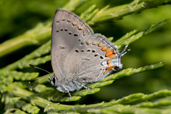 Satyrium californica