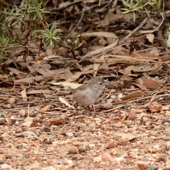 Pyrrholaemus brunneus