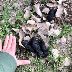 Panthera pardus tulliana