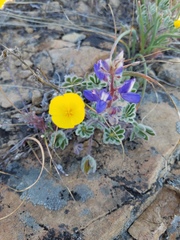 Lupinus spectabilis