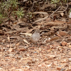 Pyrrholaemus brunneus