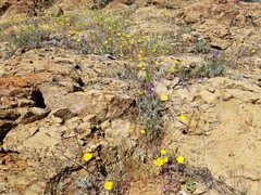 Lupinus spectabilis