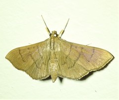 Omiodes origoalis