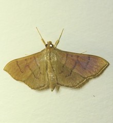Omiodes origoalis